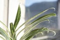 Abstract green leaves with pattern, close-up of potted plant. Aglaonema plant by the window. Long leaves of house plant, urban