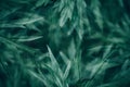 Abstract green leaves texture background