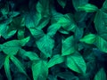 Abstract green leaves texture Royalty Free Stock Photo