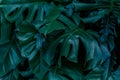 Abstract green leaves texture