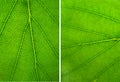 Abstract green leaves texture Royalty Free Stock Photo