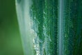 Corn plant leaf macro close-up photo. Abstract green natural background Royalty Free Stock Photo