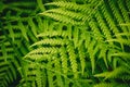 Abstract green nature background concept, fern leaves, colorful lights Royalty Free Stock Photo