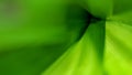 Abstract Green Nature Background Texture Soft Blurred.