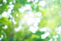 Abstract green nature blur background and sunlight