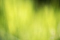 Abstract green nature blurred grass background. Bokeh backgrounds