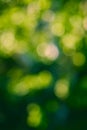 abstract green nature bokeh Background