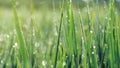 Abstract green nature spring background. Wet green grass lawn with morning dew drops in springtime on blurred bokeh water drops Royalty Free Stock Photo