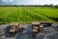 Abstract green paddy rice grass in spring season background concept summer sunshine image, countryside nature view Royalty Free Stock Photo