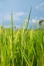 Abstract green paddy rice grass in spring season background concept summer sunshine image, countryside nature view Royalty Free Stock Photo