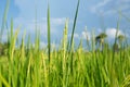 Abstract green paddy rice grass in spring season background concept summer sunshine image, countryside nature view Royalty Free Stock Photo