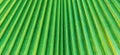 Abstract green palm leaf background. Closeup of lines and textures of natural glowing palm leaves Royalty Free Stock Photo