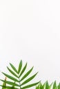 Green palm leaves against white background with empty space for text Royalty Free Stock Photo