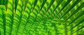 Abstract green palm tree leaf texture close up.Bright tropical natural background with copy space for design. Royalty Free Stock Photo