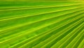 Abstract green palm tree leaf texture close up.Bright tropical natural background with copy space for design. Royalty Free Stock Photo