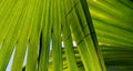 Abstract green palm tree leaf texture close up.Bright tropical natural background with copy space for design. Royalty Free Stock Photo