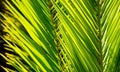 Abstract green palm tree leaves texture close up.Bright tropical natural background with copy space for design. Royalty Free Stock Photo