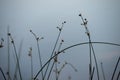 Abstract green plants by remote lake