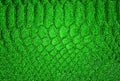 Abstract green snake skin background. Green python snake skin texture Royalty Free Stock Photo