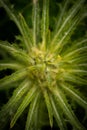 Abstract of Green Spiky Plant Royalty Free Stock Photo