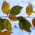 The abstract green tree leaf