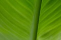 Abstract green Tropical Canna leaf texture for background Royalty Free Stock Photo
