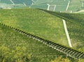 Abstract green vineyards