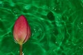 abstract green water background with flower head pink color, creative summer design, calm water, beautiful view Royalty Free Stock Photo