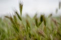 Abstract green wheat background close-up Royalty Free Stock Photo