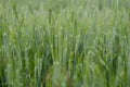 Abstract green wheat background close-up Royalty Free Stock Photo