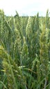 Abstract green wheat background close-up. Fields, bloom Royalty Free Stock Photo