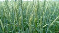 Abstract green wheat background close-up. Fields, bloom Royalty Free Stock Photo