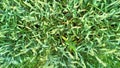 Abstract green wheat background close-up. Fields, bloom Royalty Free Stock Photo