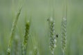 Abstract green wheat background close-up Royalty Free Stock Photo