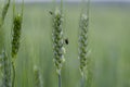 Abstract green wheat background close-up Royalty Free Stock Photo