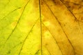 Abstract green and yellow leaf texture for background Royalty Free Stock Photo