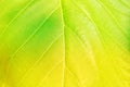 Abstract. green and yellow leaves, leaf texture for background Royalty Free Stock Photo