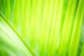 Abstract greenery blurred background of palm leaf