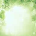 Abstract greenery foliage sunlight background