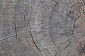 Abstract grey background.Wood texture. Royalty Free Stock Photo
