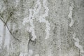 Abstract grunge background texture, surface of an old wall with cracked white paint and speckles of algae, copy space Royalty Free Stock Photo