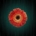 Abstract grunge flower background