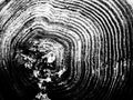 Abstract grunge spiral pattern. Black and white, so contrast and grainy