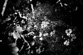 Abstract grunge water droplets on the ground. Black and white, so contrast and grainy Royalty Free Stock Photo