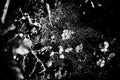 Abstract grunge water droplets on the ground. Black and white, so contrast and grainy Royalty Free Stock Photo