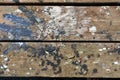 Abstract grunge wood paint texture background Royalty Free Stock Photo