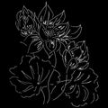 Abstract hand drawn lotus flower isolated on black background. Vector illustration. Outline sketch Royalty Free Stock Photo
