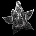 Abstract hand drawn lotus flower isolated on black background. Vector illustration. Outline sketch. Top view Royalty Free Stock Photo