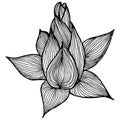 Abstract hand drawn lotus flower isolated on white background. Vector illustration. Outline sketch. Top view Royalty Free Stock Photo