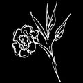 Abstract hand drawn rose flower isolated on black background. Rose flower vector outline icon. Line art. Close up Royalty Free Stock Photo